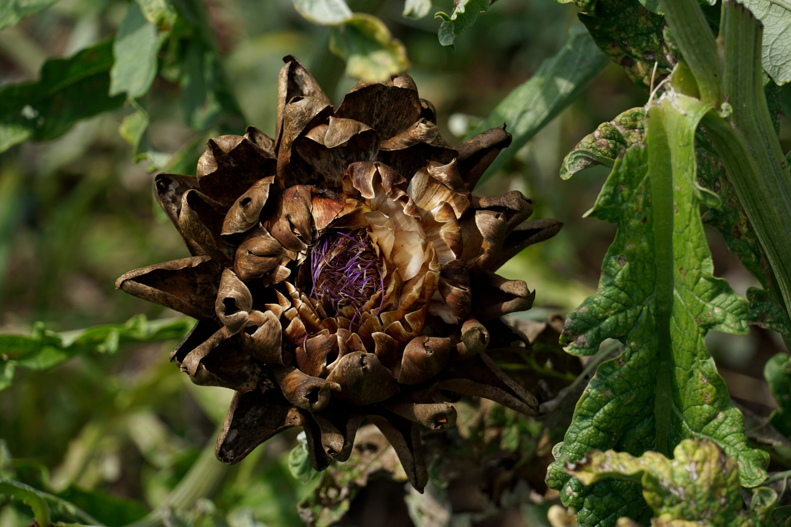 Afrika - Tierprodukte verbessern Mangelernährung Foto: Artischockenblüte